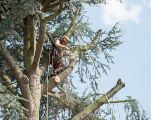 Fototapeta premium Arborist securely roped works at the top of a tree