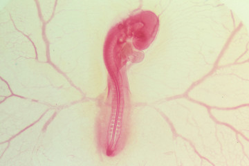 Development of the embryo chicken,The development of the chick on the slide under microscope.