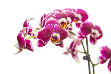 Fototapeta na wymiar Beautiful Orchid flower isolated on white background