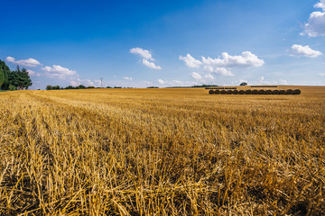 Wheat field with straw bales after the harvest. View of a rural countryside with yellow field, blue sky and white clouds. Golden wheat field, tree in the bacground, sunny day.
