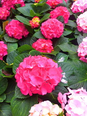 Begonias Background and wallpaper beautiful natural