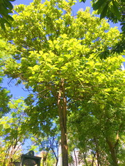 Fototapeta premium Big trees