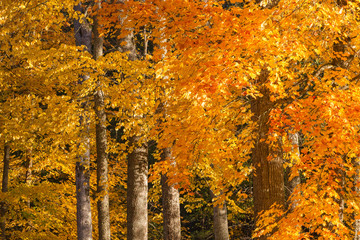 Forest in with leaves in autumn colors