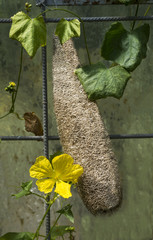 Luffa cylindrica. Botanical Garden, KIT Karlsruhe, Germany, Europe