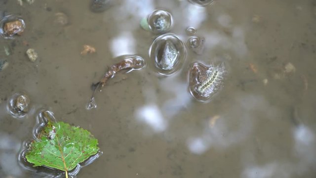 Caterpillar fall down from tree and swimming in puddle.
