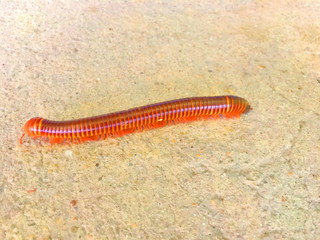 Millipede on the wall of the house