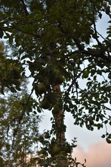 fotografia del arbol pyrus 