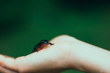 Friendly Newt on child's hand in biology class - green European biodiversity 
