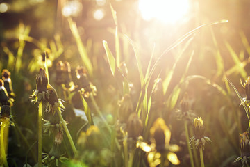 Green grass close-up with a setting sun backlight in summer evening