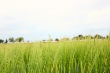 Obraz na płótnie Canvas Field with grass