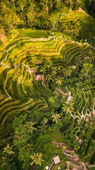 Vista aérea de las terrazas de arroz de Tegalalang, Bali.