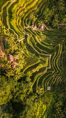 Vista aérea de las terrazas de arroz de Tegalalang, Bali.