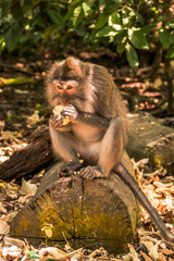 Macaco en el monkey forest de Ubud, Bali.