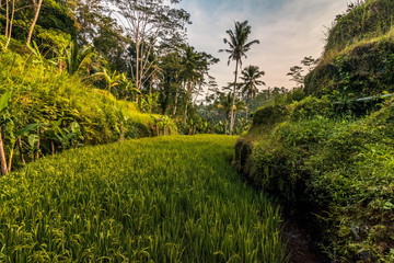 Tegalalang terrazas de arroz en Bali, Indonesia.