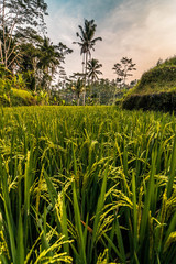 Tegalalang terrazas de arroz en Bali, Indonesia.