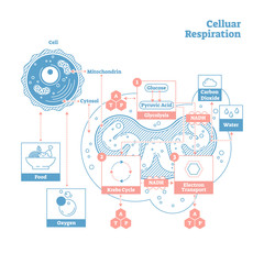 Cellular respiration medical vector illustration diagram, respiration process scheme. - obrazy, fototapety, plakaty