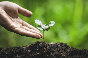 Plant a tree Watering In nature Hand Planting