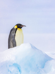 Fototapeta na wymiar Penguin amdist blue ice