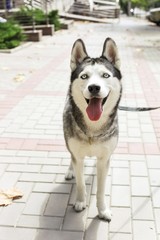 Funny siberian husky dog with pointy ears & long tongue sticking out on a walk. Leashed domestic purebred pet resting on green mawed grass lawn of city central park. Background, copy space, close up.