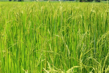 Young ear of rice in close up