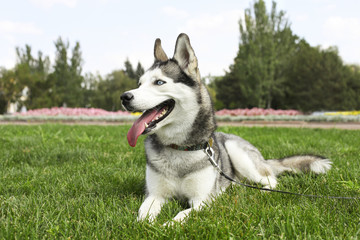 Naklejka na ściany i meble Funny siberian husky dog with pointy ears & long tongue sticking out on a walk. Leashed domestic purebred pet resting on green mawed grass lawn of city central park. Background, copy space, close up.