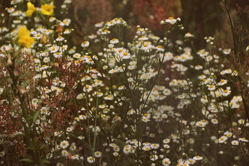 camomile