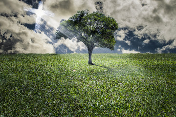 Blue sky with clouds forming a cross where rays of light emanate to illuminate a large tree in the field
