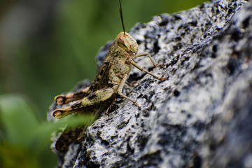 Guam Grasshopper