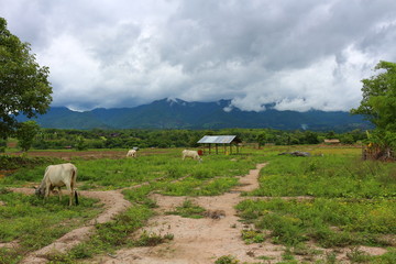 Landscape of countryside with cows and mountains behind