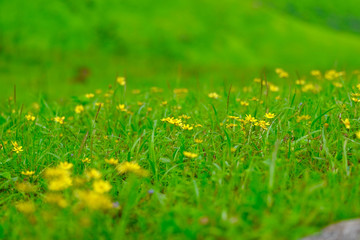 small wild sunflower