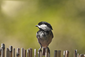 puffy bird soaking in the morning sun