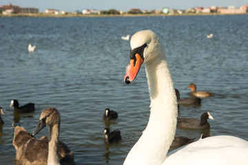 White swan on the water surface summer day