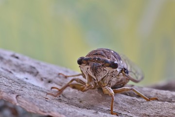 A female Fall Southeastern Dusk-singing Cicada of the (Megatibicen figuratus) genus rests atop some tree bark in Houston, TX during Summer.