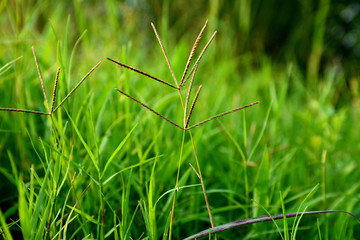 green grass in fields near village at noon time