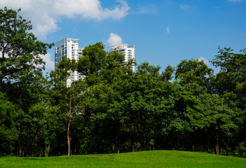 Fototapeta na wymiar park in city of Bangkok in Thailand, with office building against clear blue sky with green leaves frame.