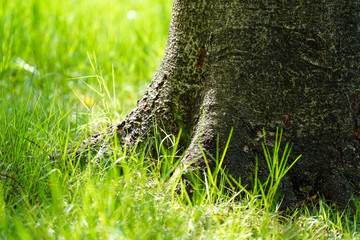 Tree root with a little green grass park with light background, nature at garden with green tree on summer.