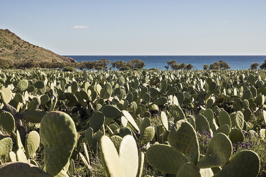 Campo de chumberas