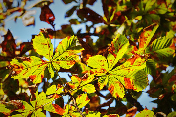 Fototapeta na wymiar Horse chestnut leaves