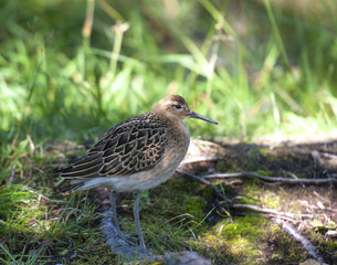 portrait of a male ruff (Calidris pugnax),Tromso,Norway