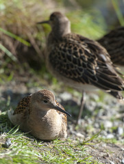 portrait of a male ruff (Calidris pugnax),Tromso,Norway