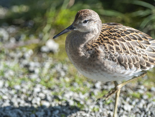 portrait of a male ruff (Calidris pugnax),Tromso,Norway