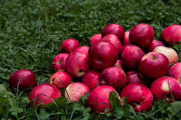 Apples 