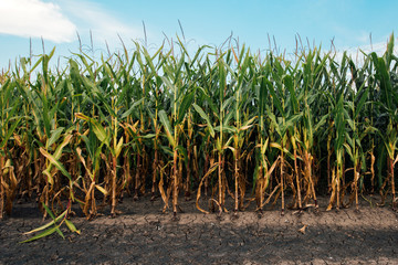 Cornfield and dry mudcracked land