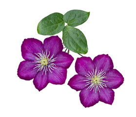 Purple clematis isolated on white background