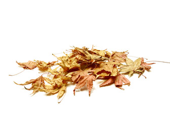 Autumn background falling leaves