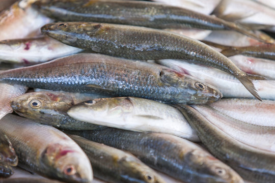Fresh sardines displayed on the fish market