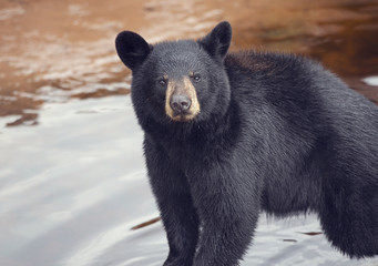 Young black bear