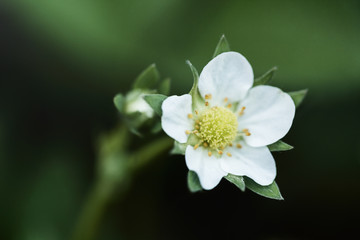 Flowering Strawberry Plant