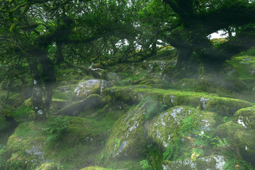 Wistmans Wood Dartmoor Devon England UK 