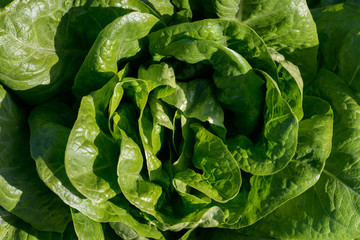Lechuga creciendo en el campo